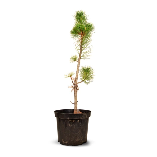 Zirbenbaum im Topf, ca. 70-90cm (GIGA) - Zirbenbaum aus &Ouml;sterreich | jung, fr...