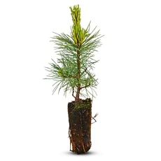 Zirbelino-Bäumchen 20-25cm (XL) - Zirbenbaum aus Österreich | jung, frisch, lebend - für den Garten oder Balkon im Topf