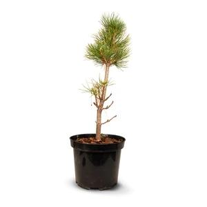 Zirbenbaum im Topf, ca. 30-50cm (ULTRA) - Zirbenbaum aus Österreich | jung, f...