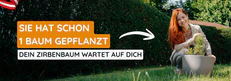 Zirbenb&auml;ume im Bio-Topf