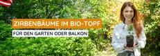 Zirbenbäume im Bio-Topf