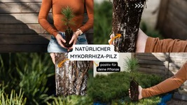 Zirbelino-B&auml;umchen 10-15cm (M) - Zirbenbaum aus &Ouml;sterreich | jung, frisch, le...