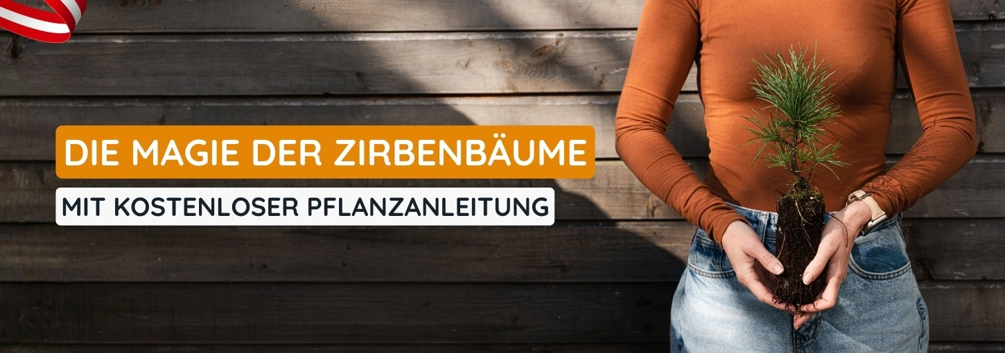 Zirbenbäume kaufen
