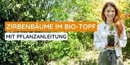 Zirbenbaum