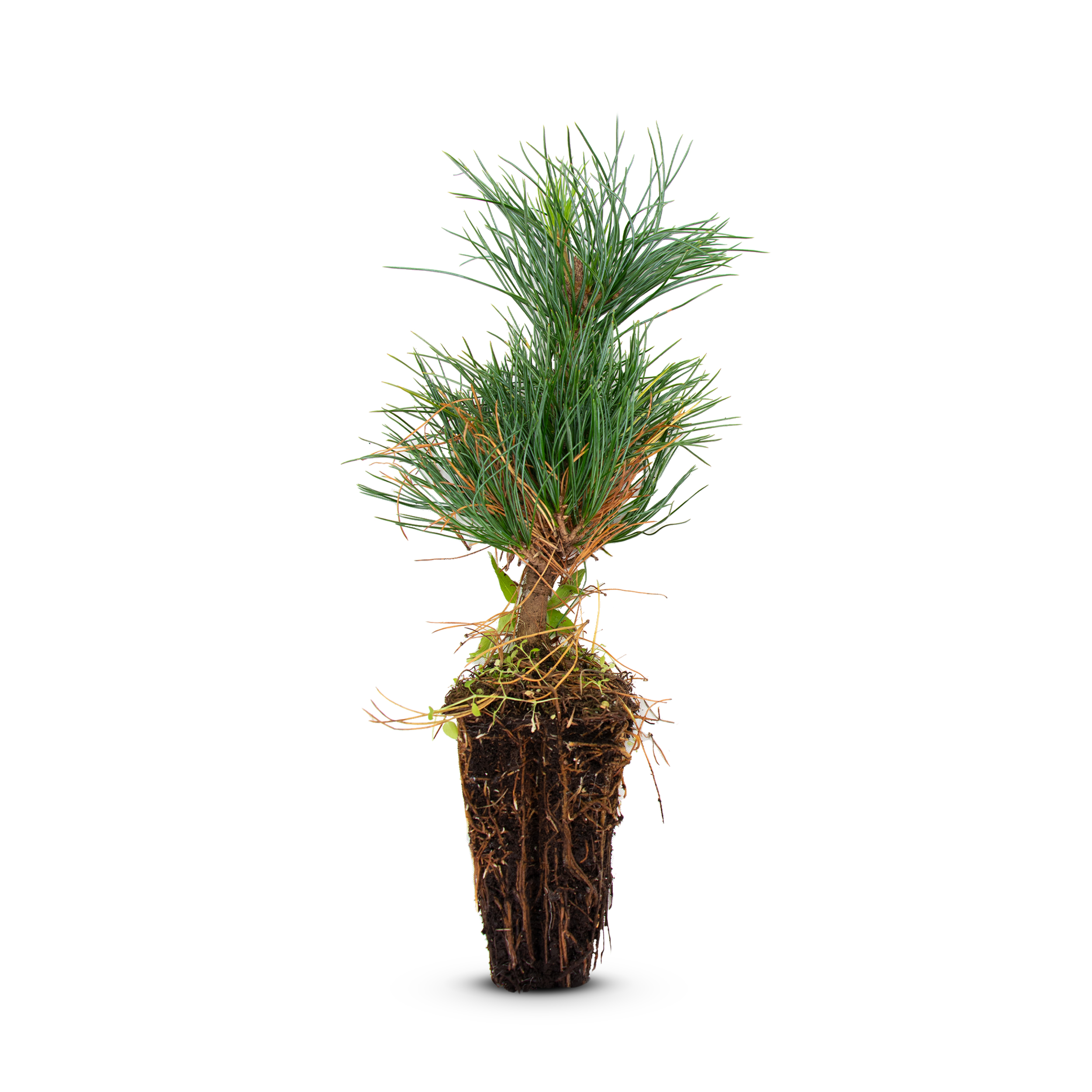 pflanzenerde zimmerpflanzen Premium Zimmerpflanzen Erde 10l  Foliage Dreams