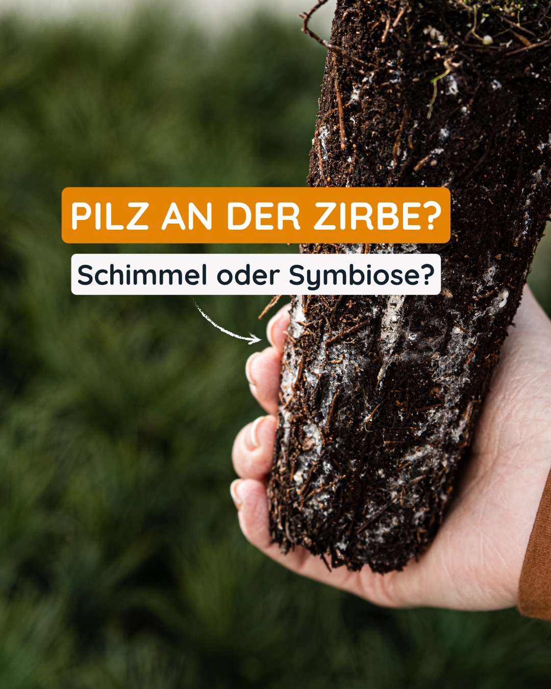 Was du hier siehst ist kein Schimmel, sondern Mykorrhiza-Pilze. ???? 

Eine Symbiose aus der Natur, die der Zirbe hilft Wasser und N&auml;hrstoffe aufzunehmen. ????????. Die feinen F&auml;den sind ein Zeichen f&uuml;r einen gesunden, lebendigen Wurzelballen. ????