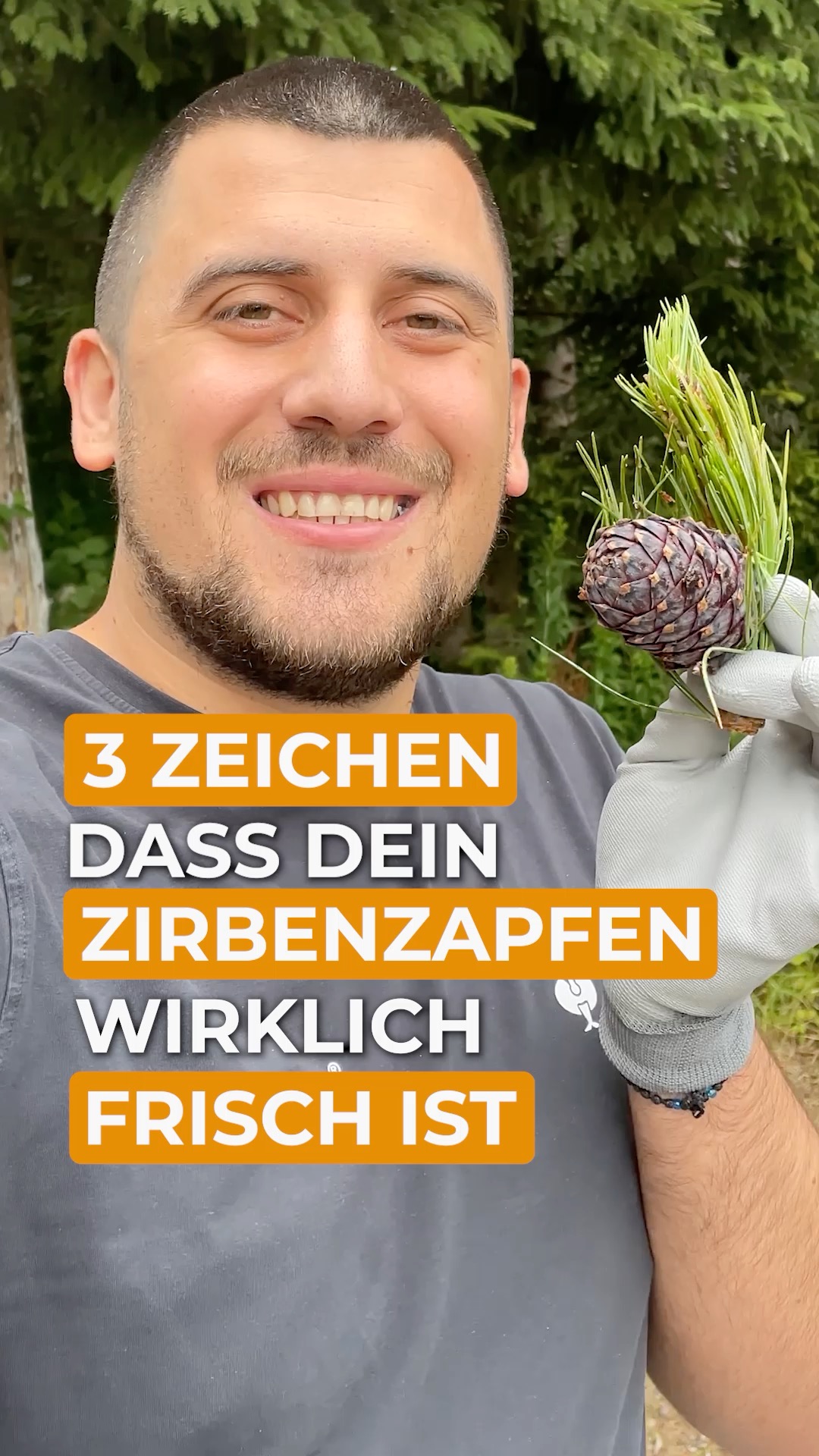 Du m&ouml;chtest Zirbenzapfen verarbeiten und fragst dich, woran man frische Zapfen erkennt? ???? 
Hier sind 3 typische Merkmale:
✅ Sie haben eine kr&auml;ftige violette F&auml;rbung.
✅ Sie sind durch ihren hohen Harzanteil sehr klebrig.
✅ Die Schuppen sind noch fest geschlossen.

So kannst du Qualit&auml;t auf den ersten Blick erkennen. ????

???????? Sichere dir jetzt deine frischen Zirbenzapfen zum Saisonstart im Juli